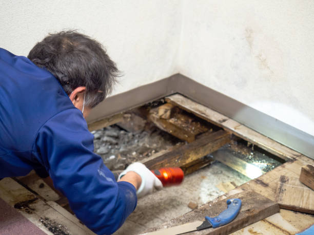 Mold Testing and Removal in Port Wentworth, GA