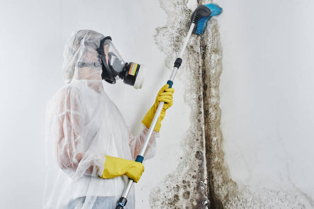 Best Commercial Mold Removal  in Port Wentworth, GA