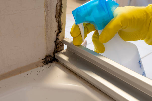 Best Certified Mold Removal  in Port Wentworth, GA