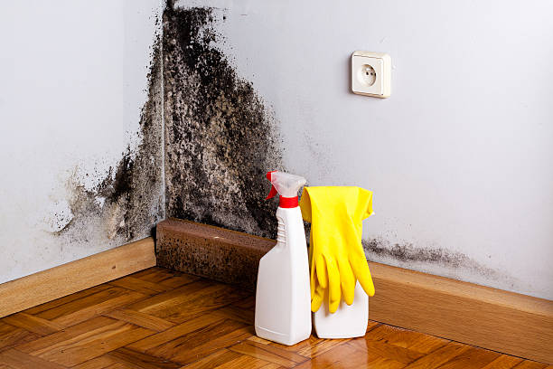 Best Fast Mold Removal  in Port Wentworth, GA