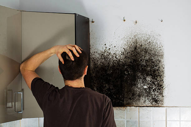 Best Mold Removal Near Me  in Port Wentworth, GA